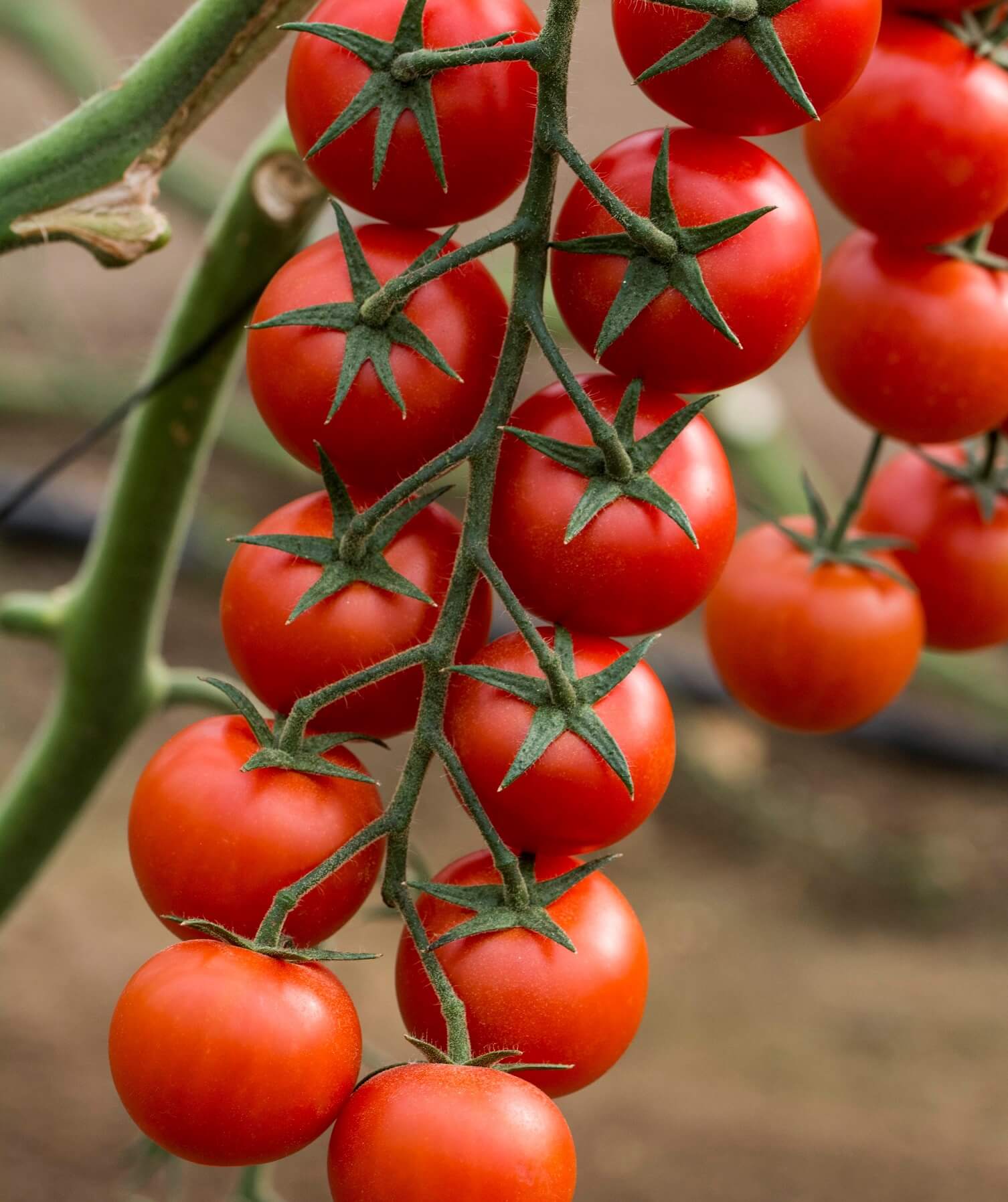 Как должны выглядеть помидоры. Томат Капия. Индетерминантные томаты черри. Томаты черри р8 н15. Томат арапчонок f1.